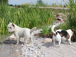 Benga und Chester